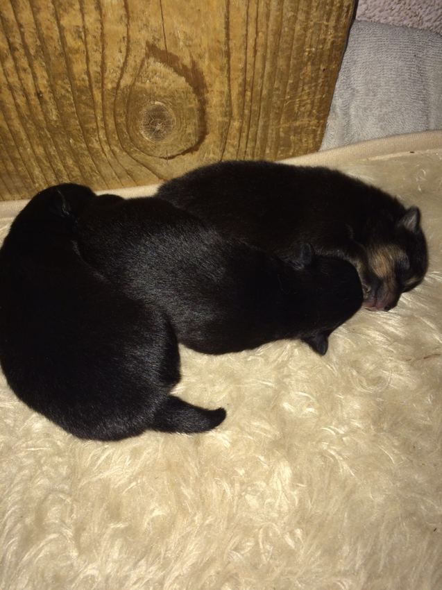 Over 3 weken een pup kiezen!
