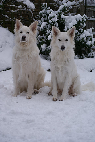 Broer en zus in de witte wintertuin