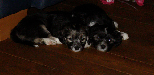 Sproet & Tommie (pups van sasha)