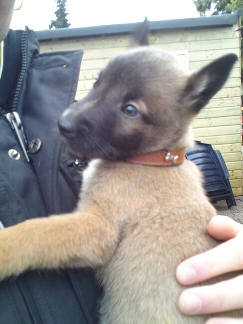 Hallo, Ik heb deze pup sinds een week in huis,we hebben ook een Golden…