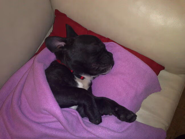 Hallo dit is onze pup Igor een franse bulldog van 6 maandjes momenteel…