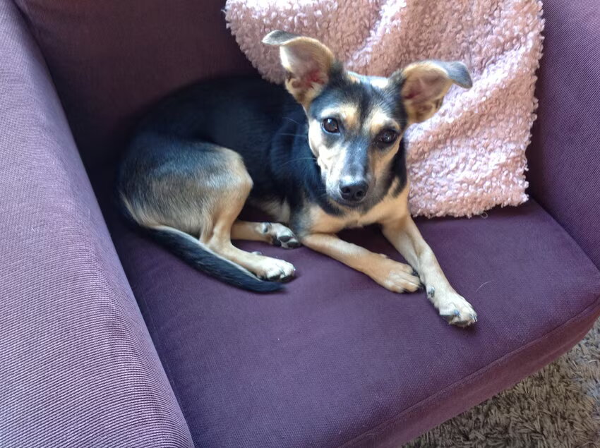 Dit is Roos, zij is ons tweede hondje en komt uit Griekenland. Wij…