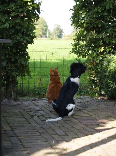 Bella(friese stabij)en Dikkie Rode kater) kijken de wijde wereld in. Ze…
