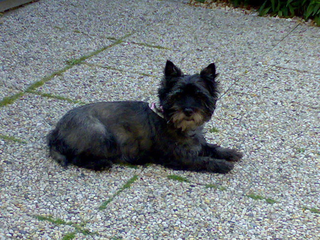 Dit is een mooie foto van onze Chelsea.