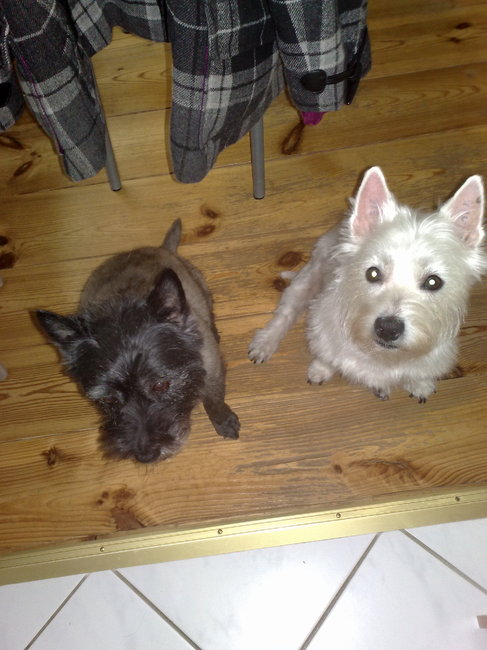 Dit zijn onze hondjes, dit zijn Iggy de westy en Chelsea de cairn.