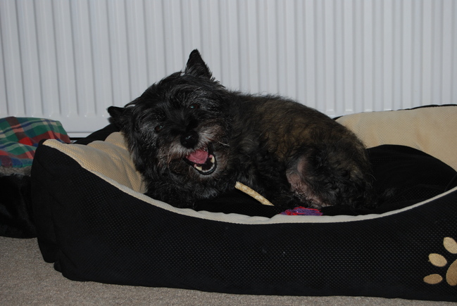 Hier is onze Chelsea lekker een stokje aan het eten.