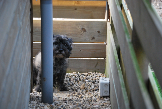 Hier zie je duidelijk dat onze Chelsea niet graag op de foto gaat.