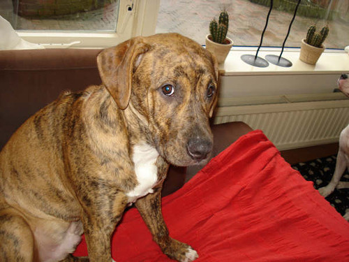 Hier was Bhody net uit zn narcose na de castratie aahhh