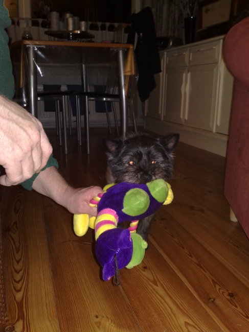 Zoals je ziet, houdt ook onze Chelsea van spelen, alleen doet ze dat maar kort, daarna gaat ze er met het speeltje vandoor, en gaat ze in een hoek liggen.