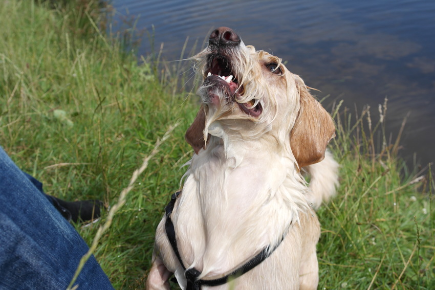 Charlie, onze Mauxie