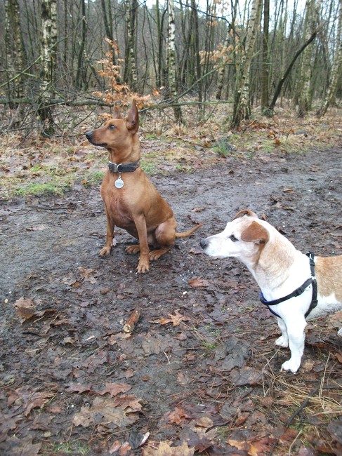 Spikey en zijn vriendin Zohra