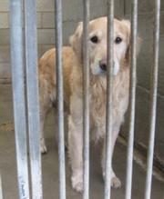 Lieve Timon, zat in het asiel en kon een broertje zijn van Tibo. Even braaf en lief, kan met alles, is een echte huishond...hij vond dan ook heel snel een nieuw baasje !