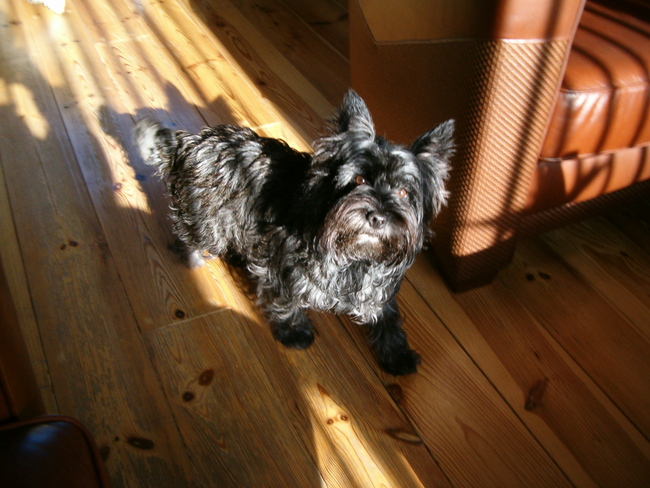 Dit vindt ik zo´n mooie foto van Chelsea, vooral zo als het zonlicht op haar neer straalt.