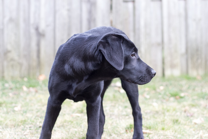 Een hekel hebben aan Extreme armoede jazz Zorgen om lengtegroei labrador pup | HondenForum