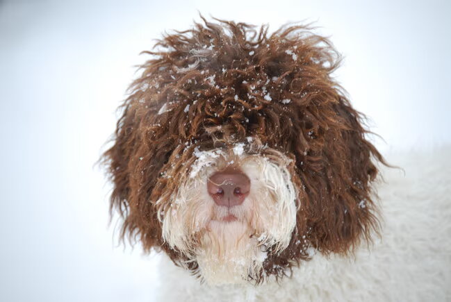 Babs ( Gonnagitcha`s Azella ), Geniet van de sneeuw