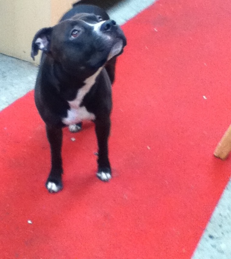 Timmie op de rode loper!