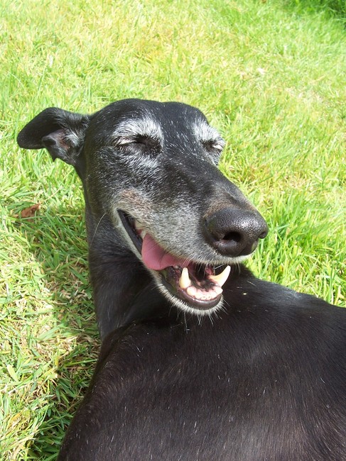 Dit is Pixie, een galgoteefje van ongeveer 4 jaar. We hebben haar geadopteerd via een vereniging die Spaanse honden redt. Ze is waarschijnlijk gebruikt als jachthond en daarna gedumpt. Het is een heel lief meisje, een echte piekedief als het op eten aankomt en ze houdt van de warmte (letterlijk en figuurlijk).