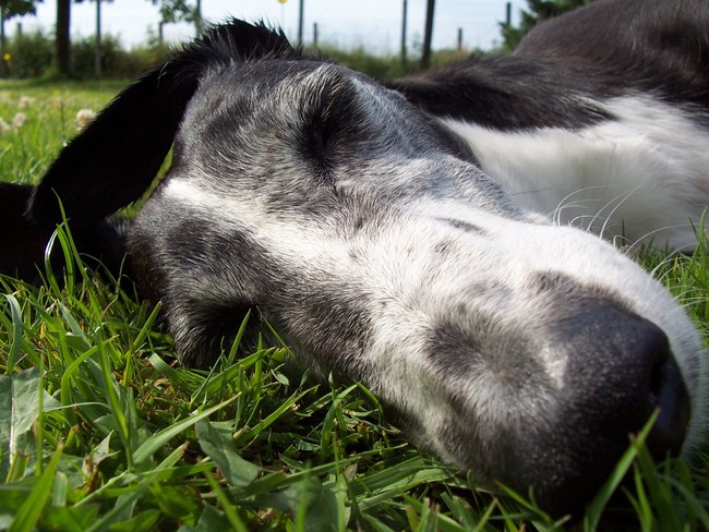 En dit is Wolf, 5 jaar oud en samen met Pixie bij ons gekomen. Ook hij is in Spanje gebruikt en gedumpt geweest. Ze zijn hier 2 jaar in België geadopteerd geweest en opnieuw gedumpt omdat die mensen plots 'andere prioriteiten' hadden...
Superlief en heeeel lui, een echte schat.