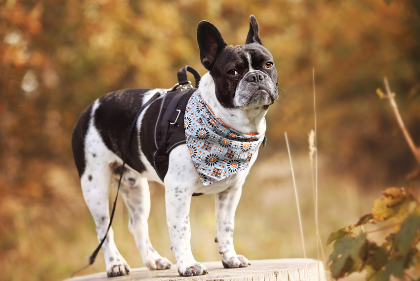 Poseren voor een koekje. Wie wil dat nou niet?