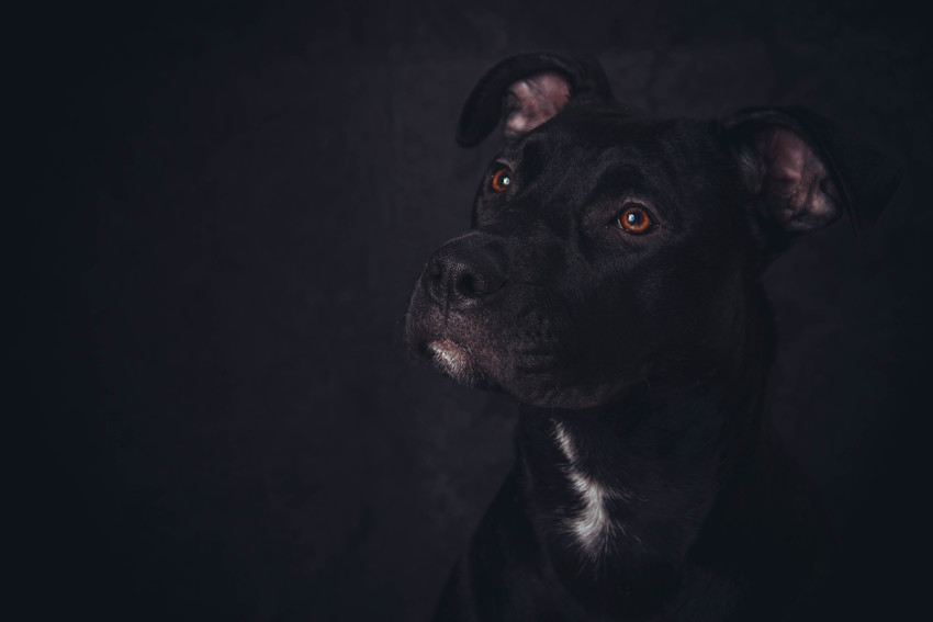 Vrouwtje heeft thuis een studio (ik zelf noemt het de koekkie kamer) Als ik daar ben moet ik altijd even mooi zitten en in ruil daarvoor krijg ik iets lekkers :) 