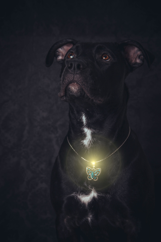 Vrouwtje heeft thuis een studio (ik zelf noemt het de koekkie kamer) Als ik daar ben moet ik altijd even mooi zitten en in ruil daarvoor krijg ik iets lekkers :) 