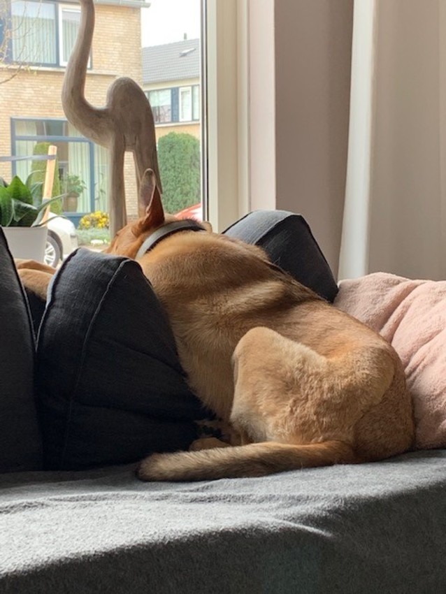 Lucy is moe na de hydrotherapie