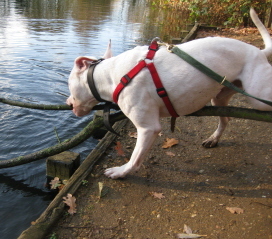 Hier met die stok (RIP)