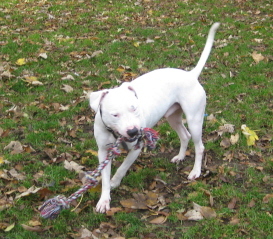 Flexje speelt met een stok (RIP)