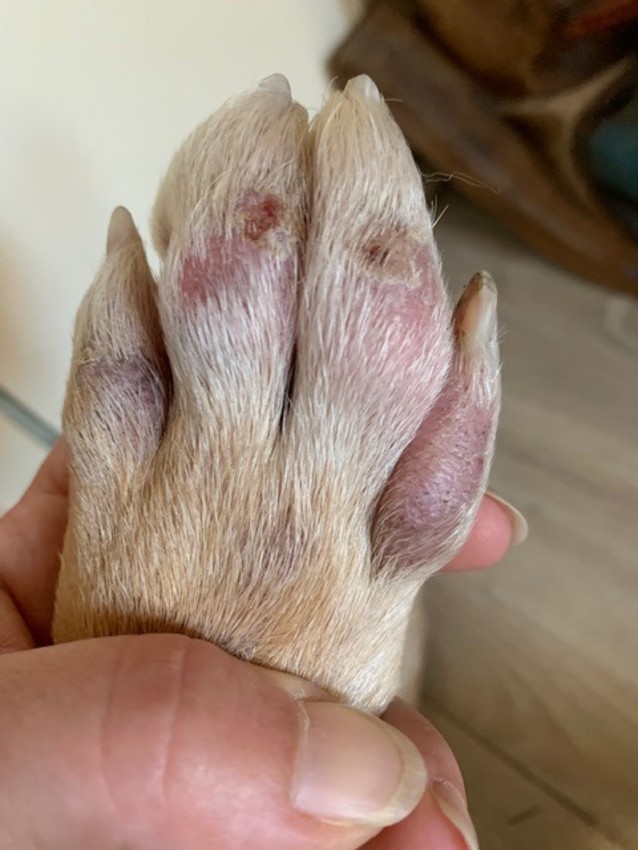 Pootje van Lucy na 5 dagen Clavabactin