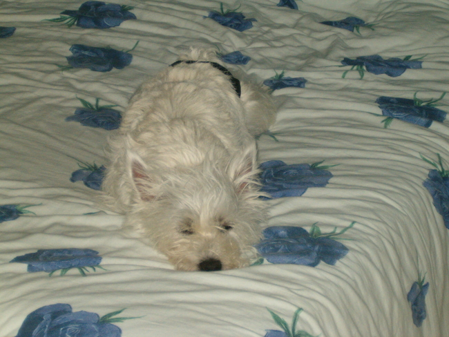 Iggy kon altijd zo lekker bij ons op bed liggen slapen, dat vond ze altijd zo fijn.