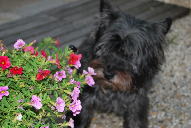 Voor Chelsea is het feest, als ze naar buiten mag in de zomer, hier zit ze achter een torretje aan, die op de bloemen zit.