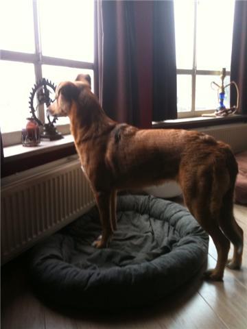 Mila een dagje bij Boris thuis,uit het raam turend.