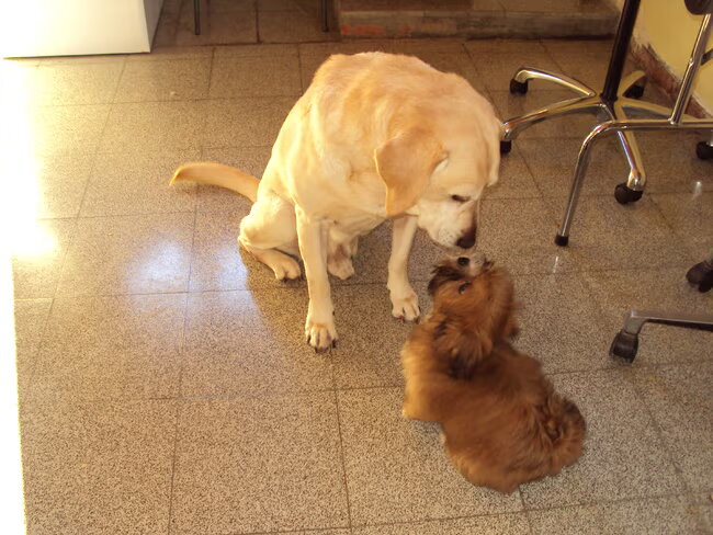 onze 13 jarige Max verwelkomt onze nieuwe lhasa BO