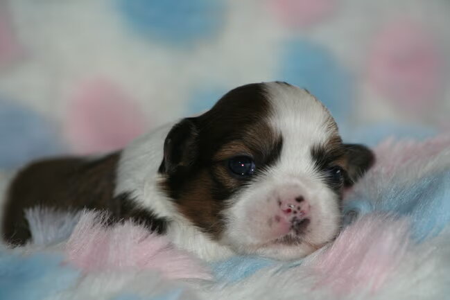 lhasa apso pup geboren 4 februari 2010