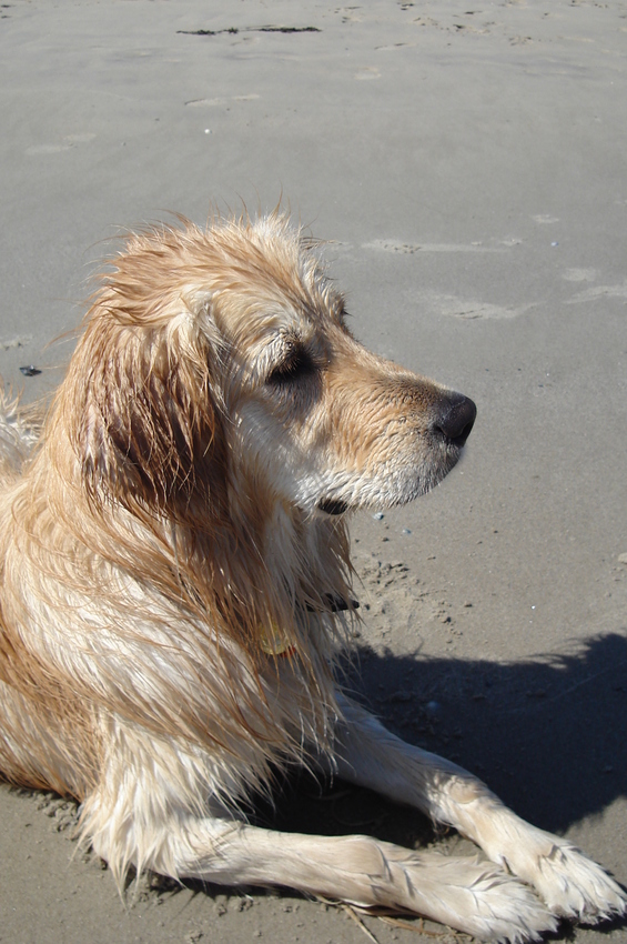 Favo plekje: aan zee!