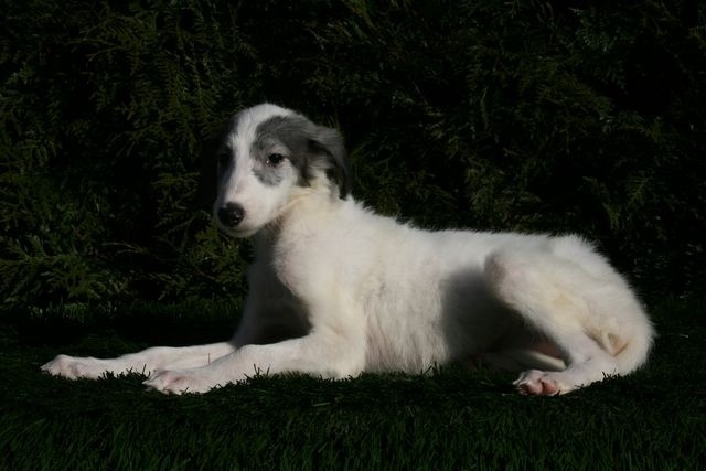 onze nieuwe aanwinst Exor is sinds vorige zaterdag bij ons, het is een Barzoi( Russische Wolfshond)TG vind het super nu kan hij eens lekker dollen in huis en in de tuin met een makker in plaats van de poezen ;-)