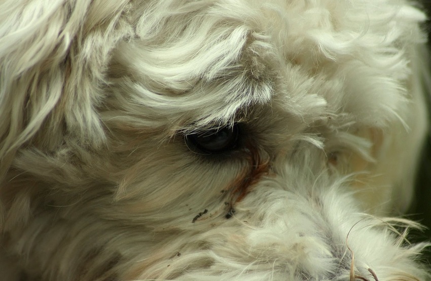Shyra , klein,dapper,stoer en lief. Kwam bij ons toen hij 5 mnd was en weggehaald bij een vrouw die hem mishandelden. Heeft zijn hele leven sporen na gelaten maar was voor ons een super lieve knuffel. Helaas op 13 nov 2020 overleden op 12 jarige leeftijd. 