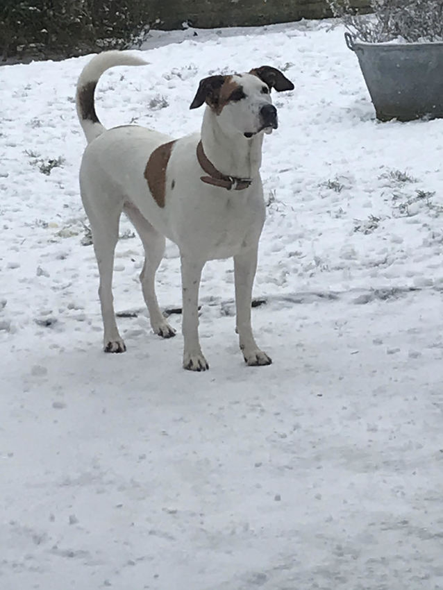 Jacky haar eerste keer sneeuw!
