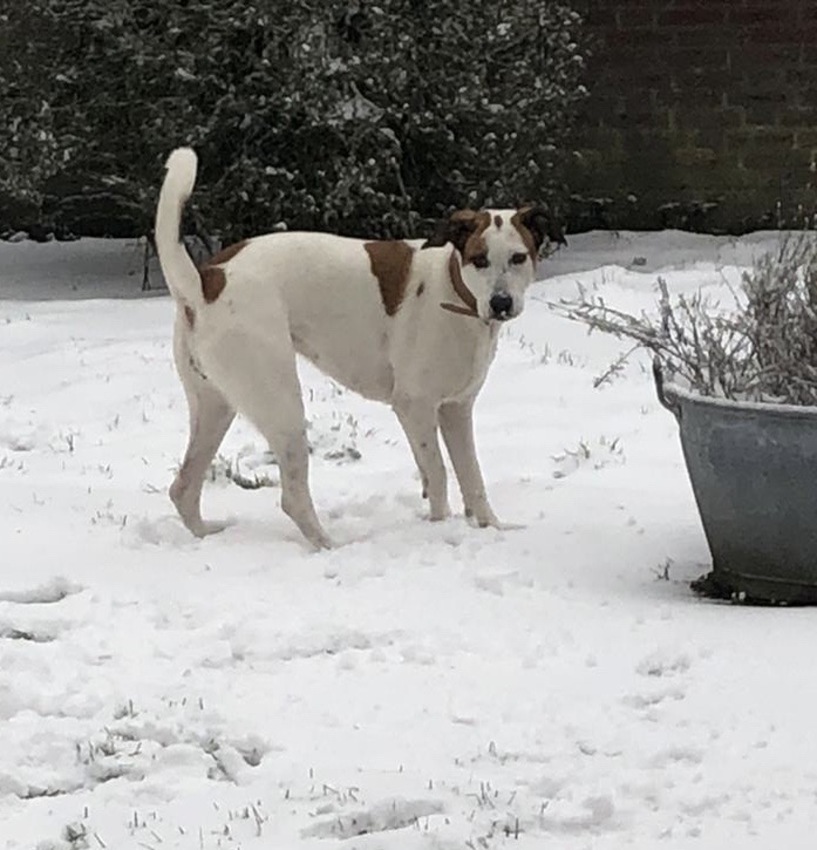 Jacky in de sneeuw