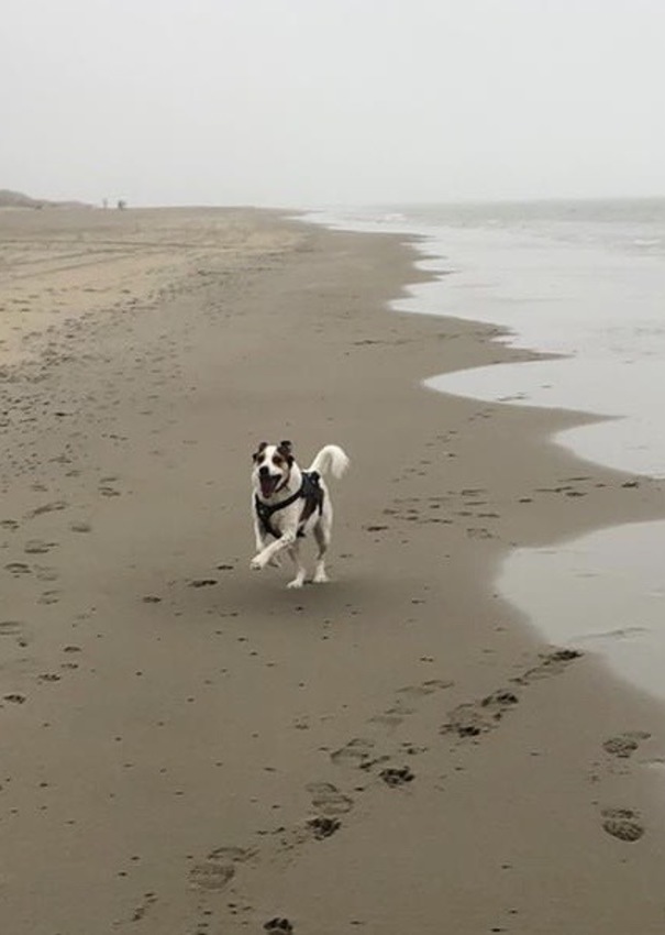 Herman rennend op t strand