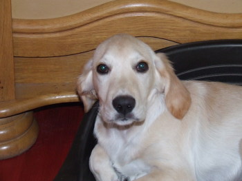 dit is onze diesel .
hij was net 3dagen bij ons op deze foto,best nog wel bang.
ik heb hem van iemand gekregen omdat ze er niet meer voor kon zorgen,het werd haar teveel.
het is een aktieve pup en wil heeeeeel veel met terro spelen die dat ook heel geweldig vind.
