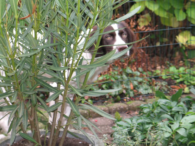 Waarom mag ik niet in de tuin graven?