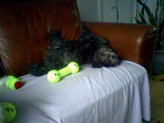 Dit is gekke Chelsea.