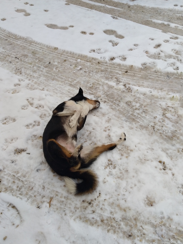 Balou was gek op rollen in de sneeuw en in berijpt gras