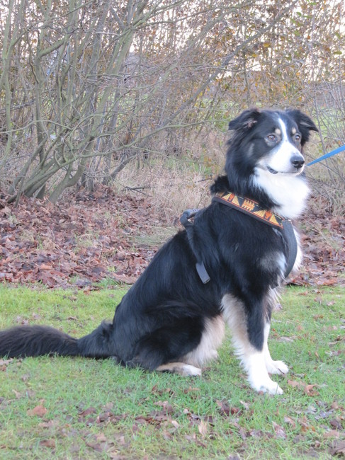 Ginger, tijdens het wandelen