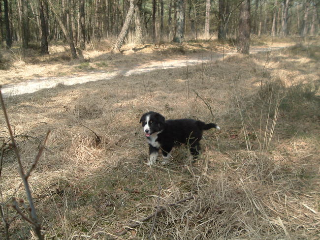 Ginger als puppie!! :D