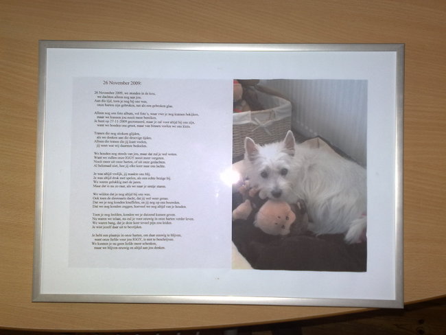 Dit is een foto van Iggy, samen met haar gedicht, die ik voor haar geschreven heb, toen ze overleden was.
Dit gedicht kun je lezen op mijn forum, onder gedichten over overleden huisdieren.