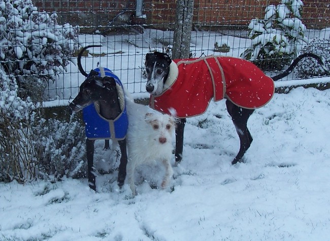 Paloma, Wolf en Pixie in de sneeuw