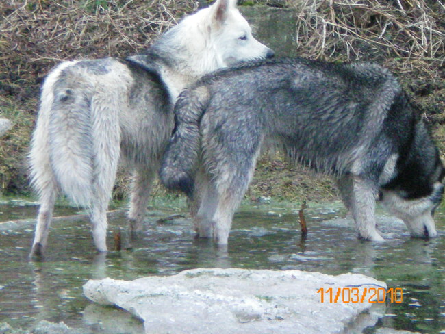 De broertjes. Overal samen. King en Ozzy