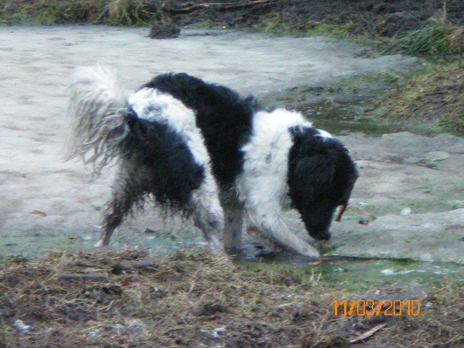 Spelen? Nee, Zorro zoekt zijn balletje. 